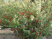 中國山東淄博太極搪玻璃設備公司春天景色